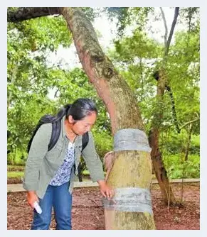 西双版纳植物园51年树龄黄花梨被盗：价值百万元 | 红木作品