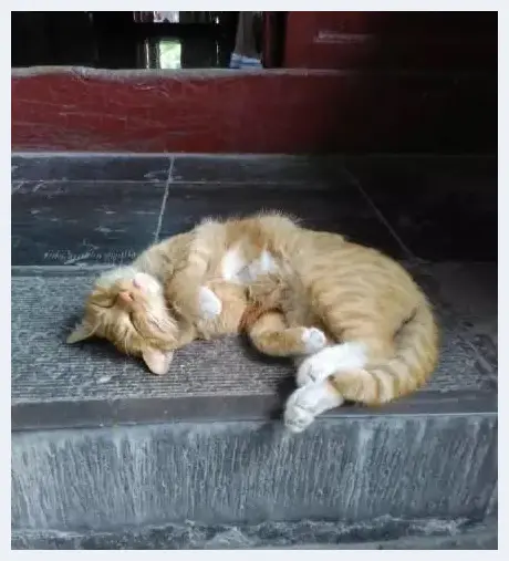 碑林博物馆：文物和猫请勿触摸 | 艺术品杂谈