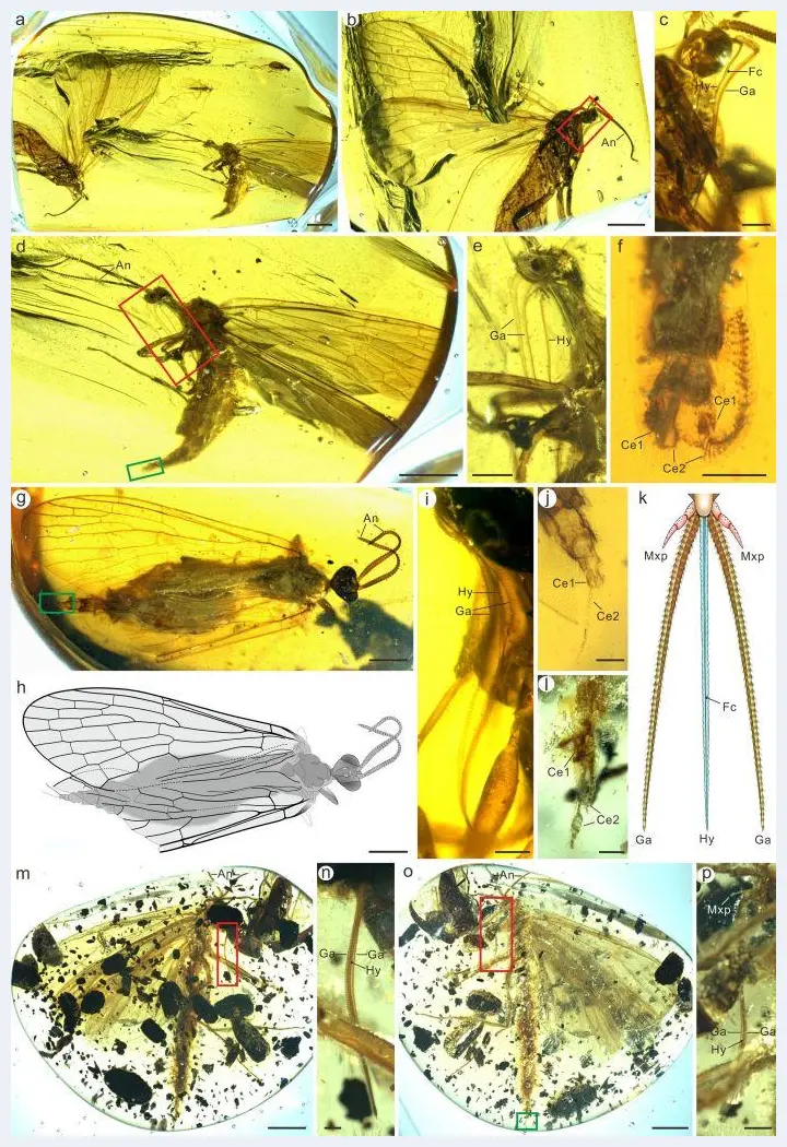 在一亿年前琥珀中窥探昆虫长口器起源 | 美术品趣闻