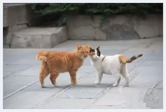 碑林博物馆：文物和猫请勿触摸 | 艺术品杂谈
