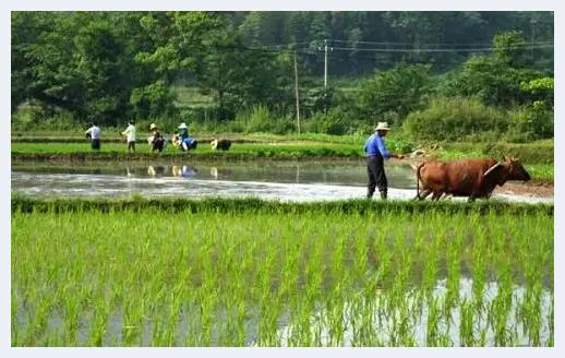 谷雨来了 送春迎夏 | 艺术品报道