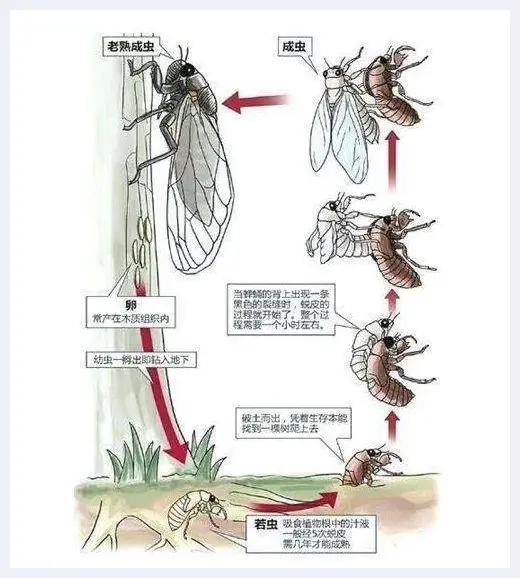 从三星堆出土砖形玉器 看器物上的神秘图案 | 美术品杂谈