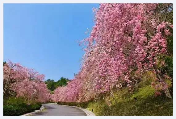 独山悠居 藏于日本的中国青铜器 | 艺术品文摘