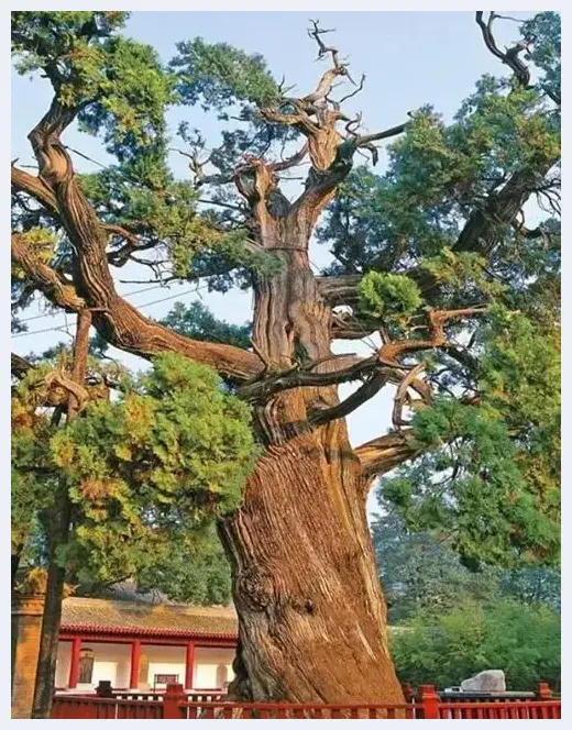 植树节 让我们谈谈树的艺术 | 美术品资料