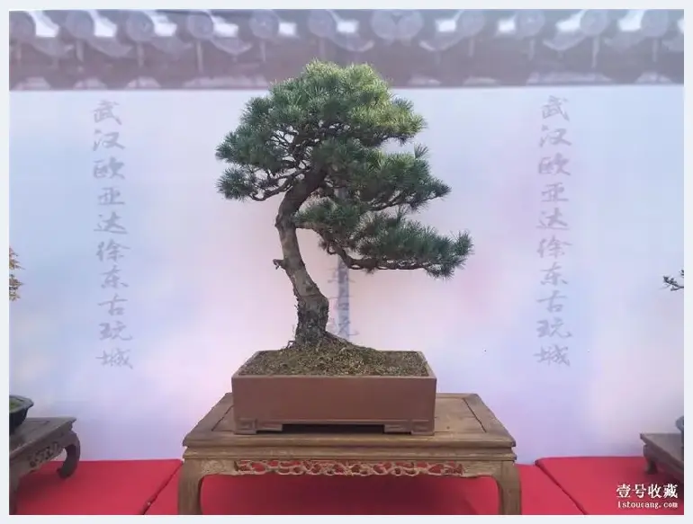 居家有盆景，野趣入门庭——武汉徐东古玩城小微盆景花卉展销会 | 艺术品市场