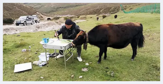 写生是一种放飞心灵的自由——画家万鼎 | 美术趣闻