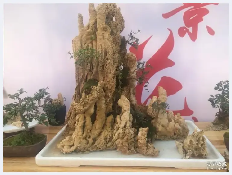 居家有盆景，野趣入门庭——武汉徐东古玩城小微盆景花卉展销会 | 艺术品市场