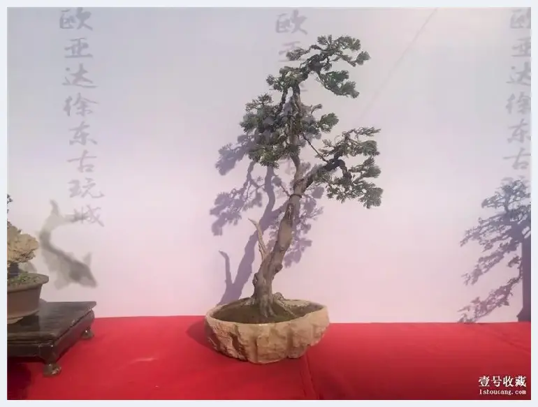 居家有盆景，野趣入门庭——武汉徐东古玩城小微盆景花卉展销会 | 艺术品市场