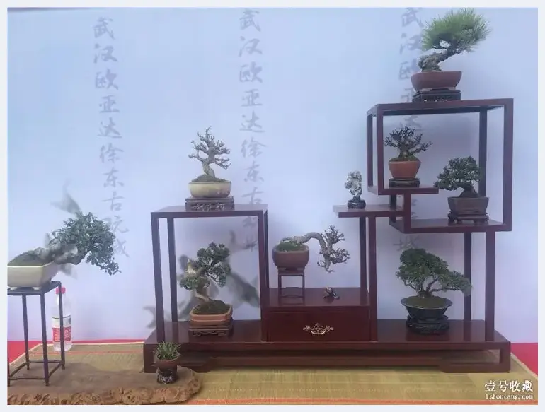 居家有盆景，野趣入门庭——武汉徐东古玩城小微盆景花卉展销会 | 艺术品市场