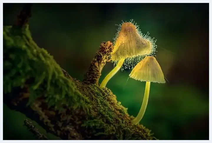 他是狂热蘑菇粉 每天在树林里找蘑菇 | 美术品科普