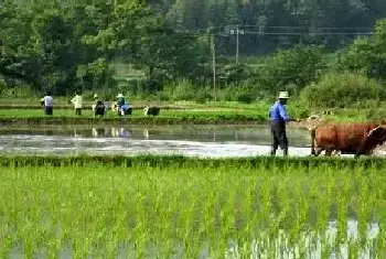 谷雨来了 送春迎夏[图文]