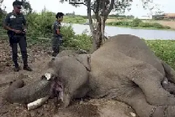 泰偷猎者为取象牙毒死50岁象明星[图文]