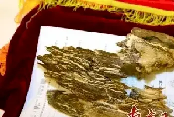 名贵沉香入药：行气止痛助眠[图文]