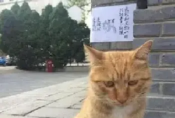 碑林博物馆：文物和猫请勿触摸[图文]